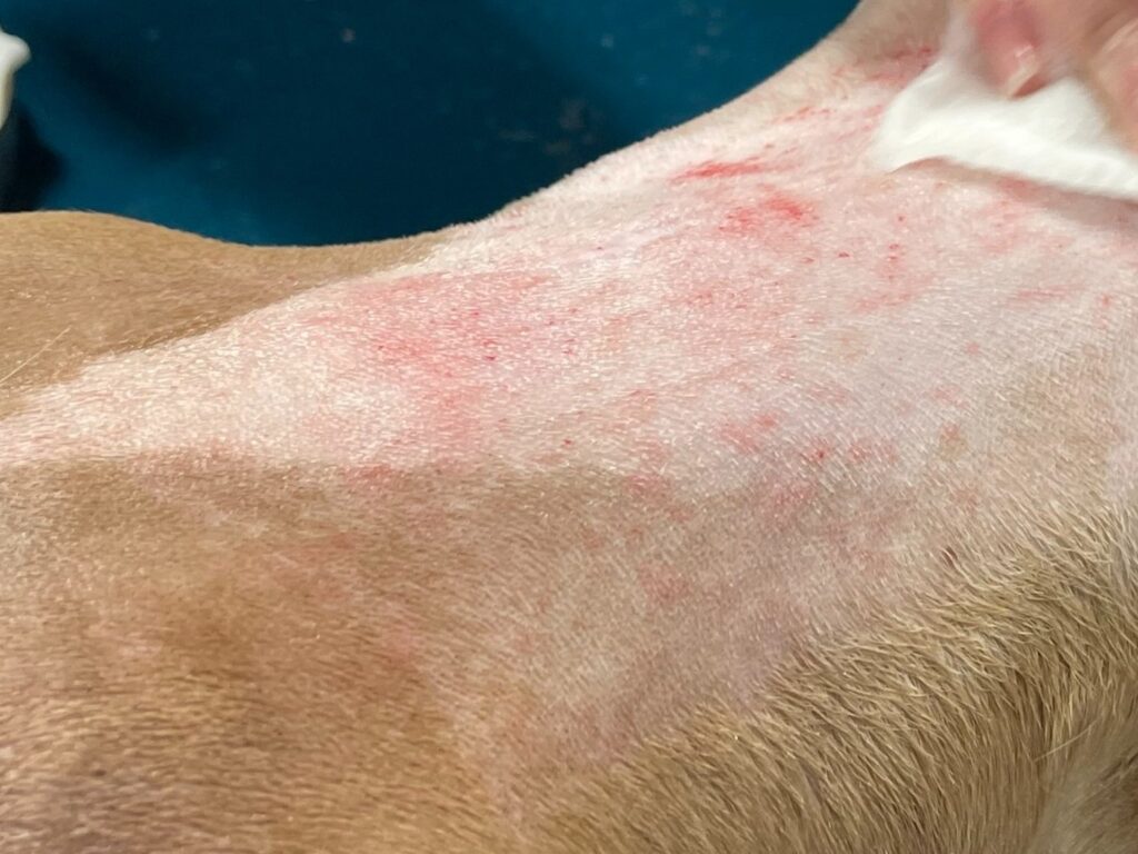 Dog Razor Burn